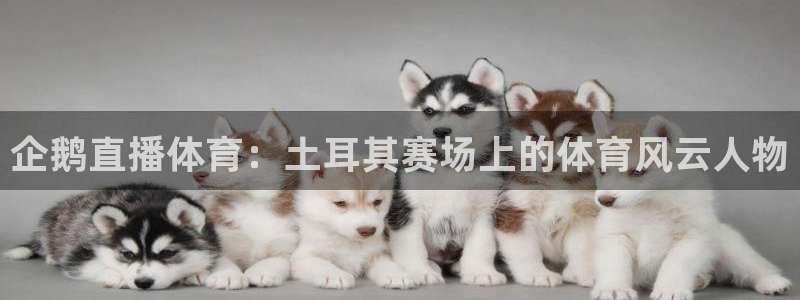 黑白直播世界杯：企鹅直播体育：土耳其赛场上的体育风云人物