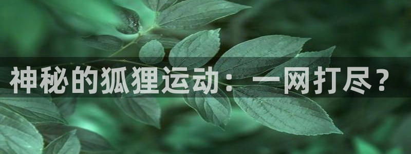 黑白直播篮球nba：神秘的狐狸运动：一网打尽？